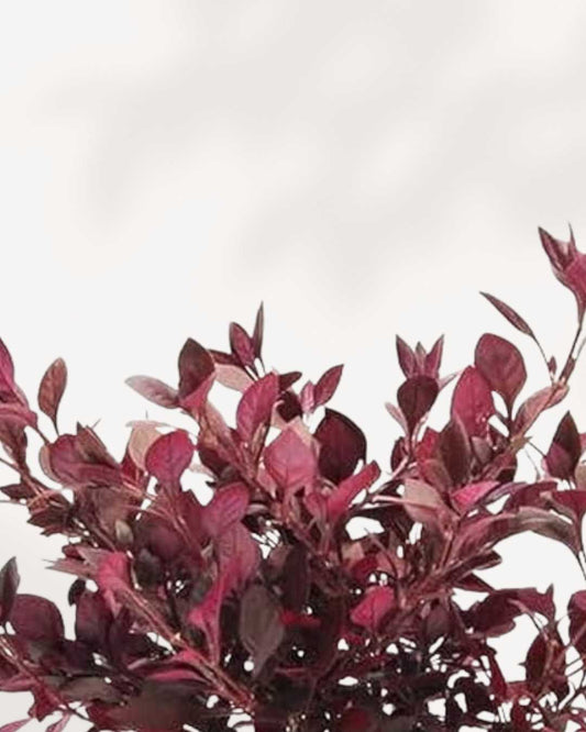 Alternanthera Brazilian Red Hots