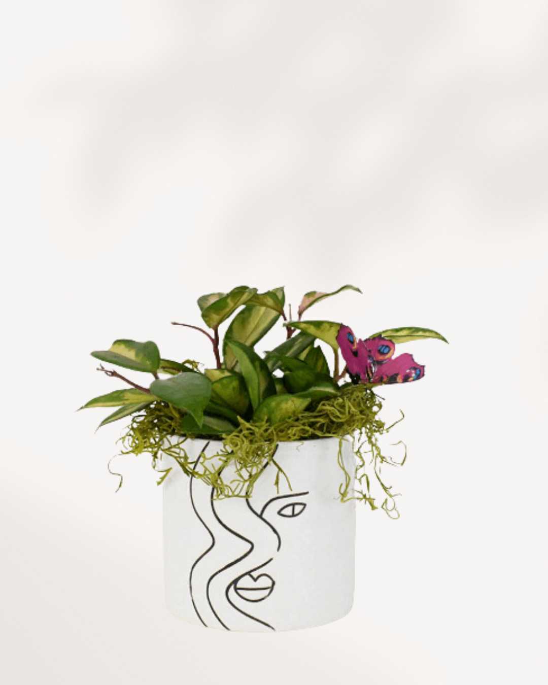 Amber & Hoya Arrangement Medium