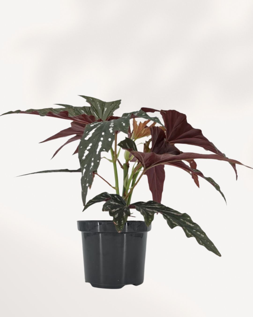 Healthy Angel Wing Begonia houseplant with distinctive wing shaped leaves, perfect for indoor home decor, available for Richmond Hill pickup or Canada wide plant delivery.