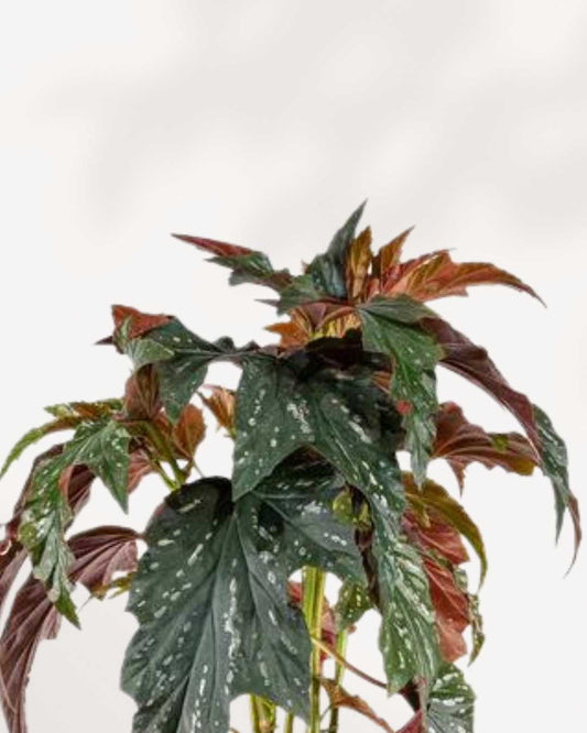 Angel Wing Begonia 6" Pot - Medium