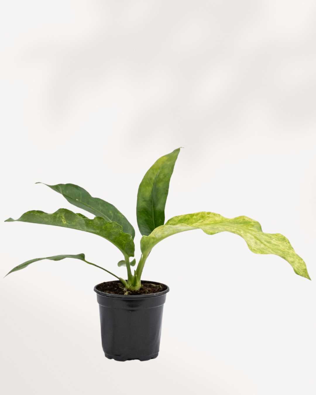 anthurium hookeri variegata Anthurium Hookeri Variegata | Buy Online - Unique Variegated Houseplant | Mygreenscape