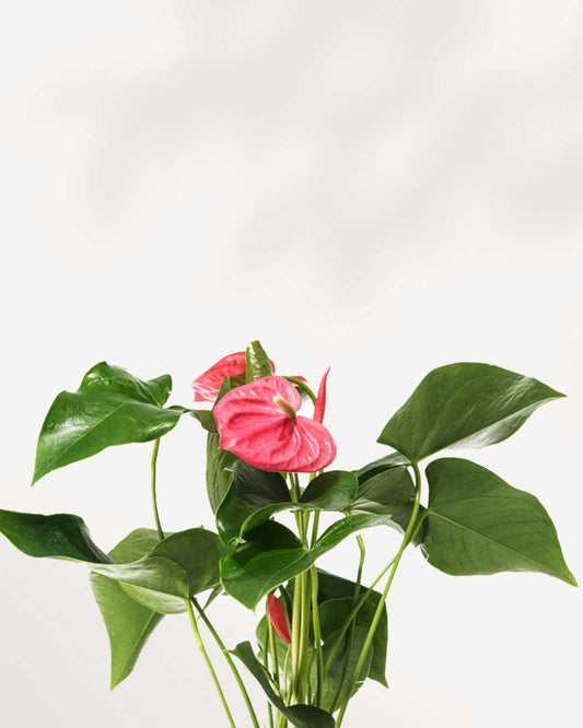 Anthurium Pink 4" Pot - Small