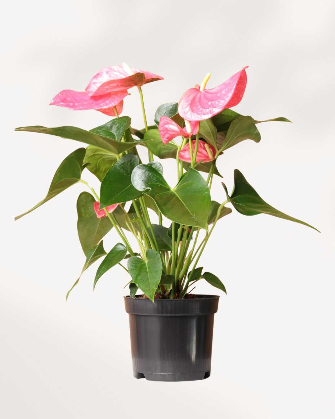 Anthurium Pink 6" Pot - Medium