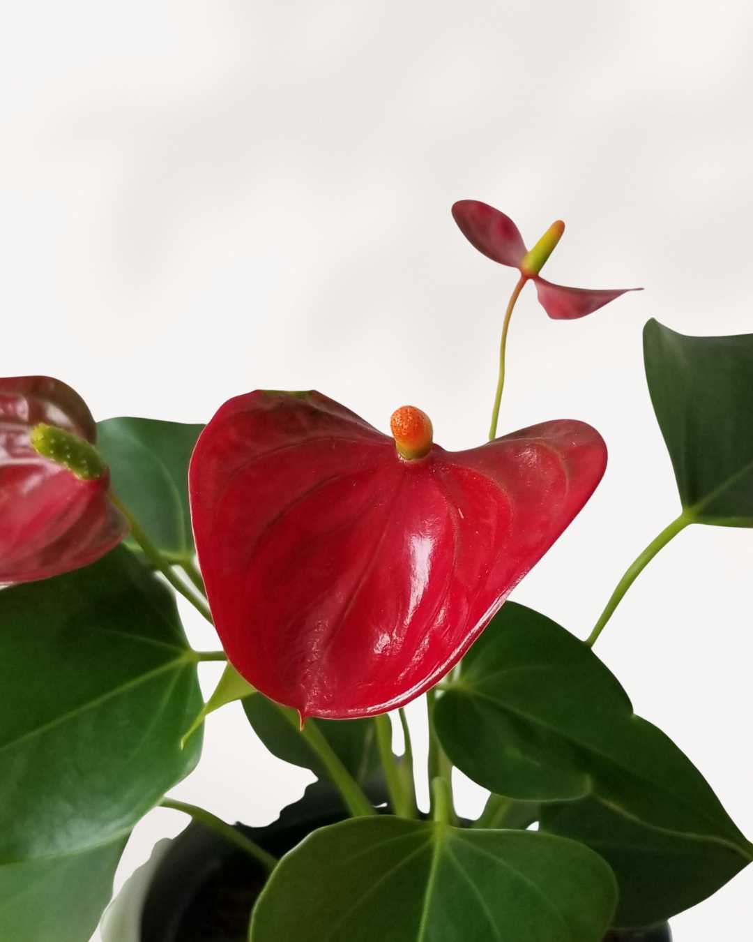 Anthurium Red