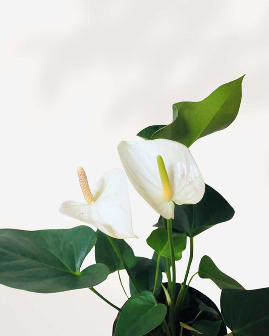 Anthurium White 6" Pot - Medium