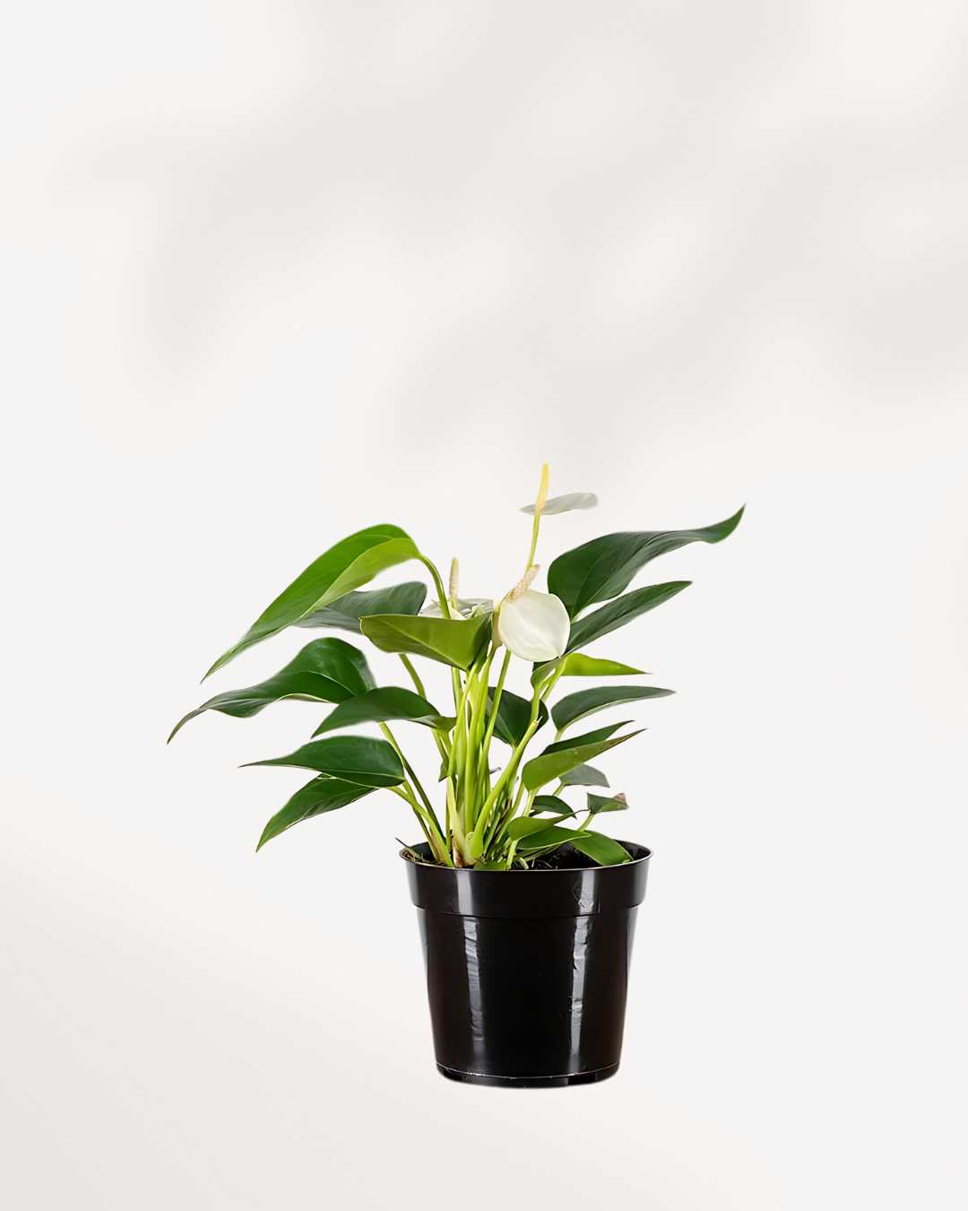 Anthurium White 4" Pot - Small