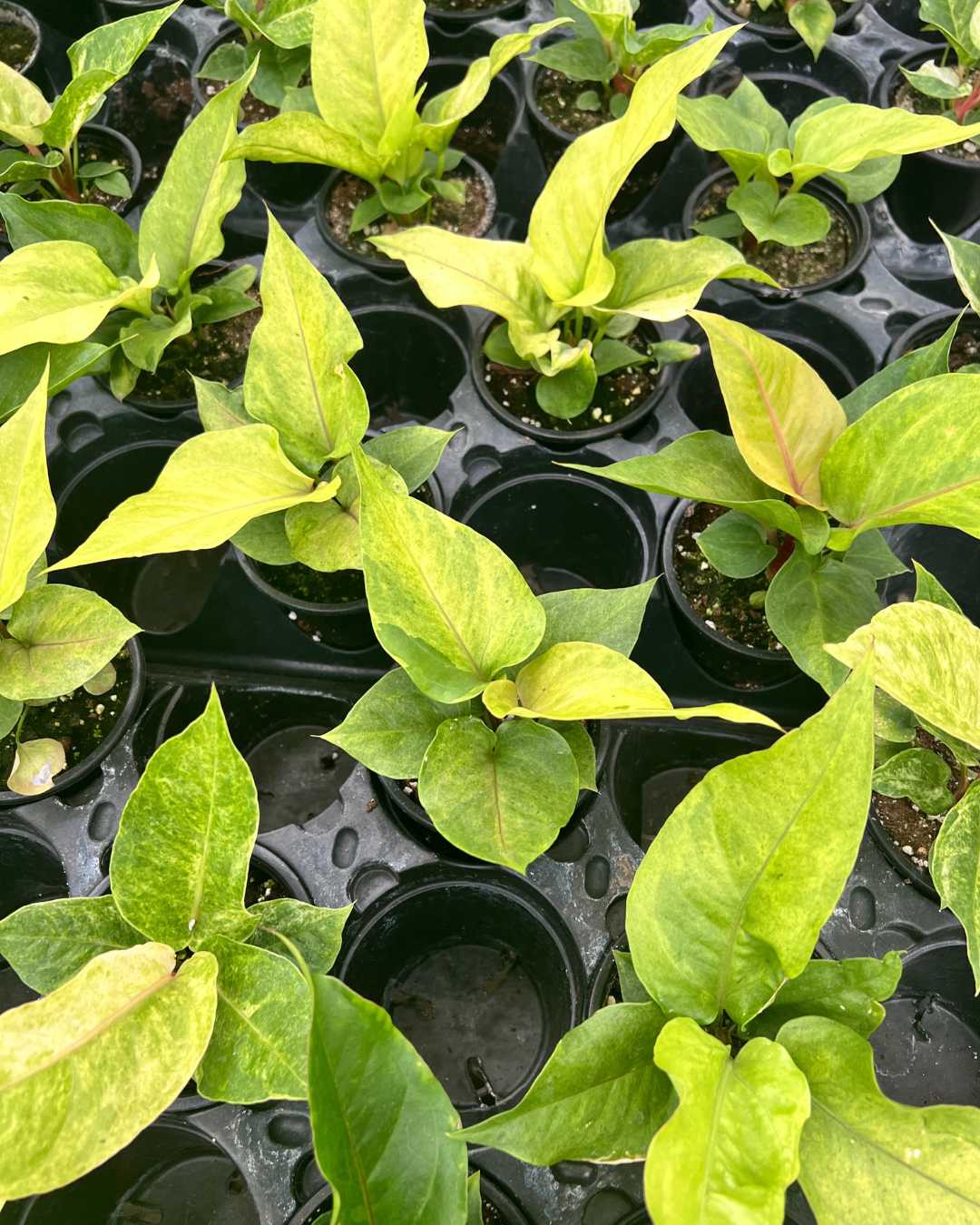 Anthurium Hookeri Variegata