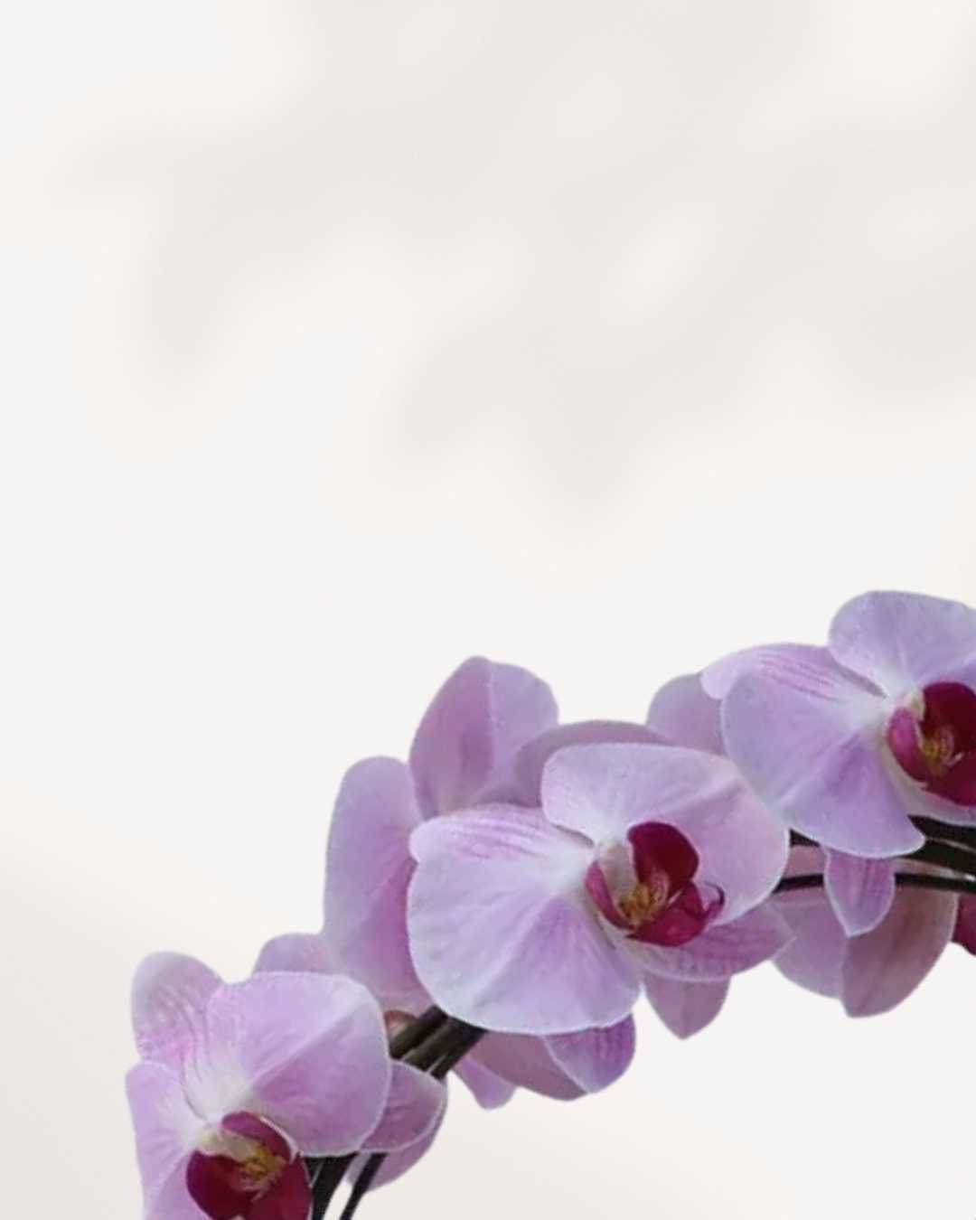 Artistica Orchid – in Ceramic Pot