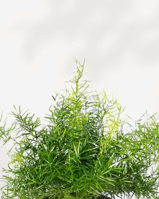 Asparagus Fern Densiflorus 3.5” Pot - Small