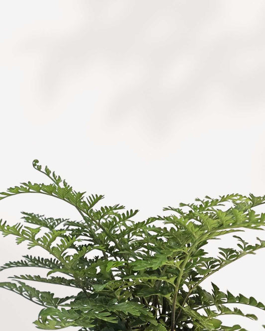 Austral Gem Fern - Asplenium 4" Pot - Small