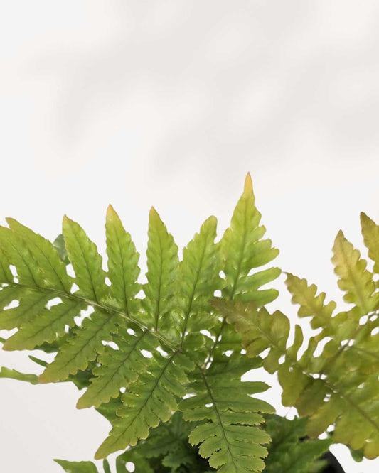 Autumn Fern 3.5" Pot - Small