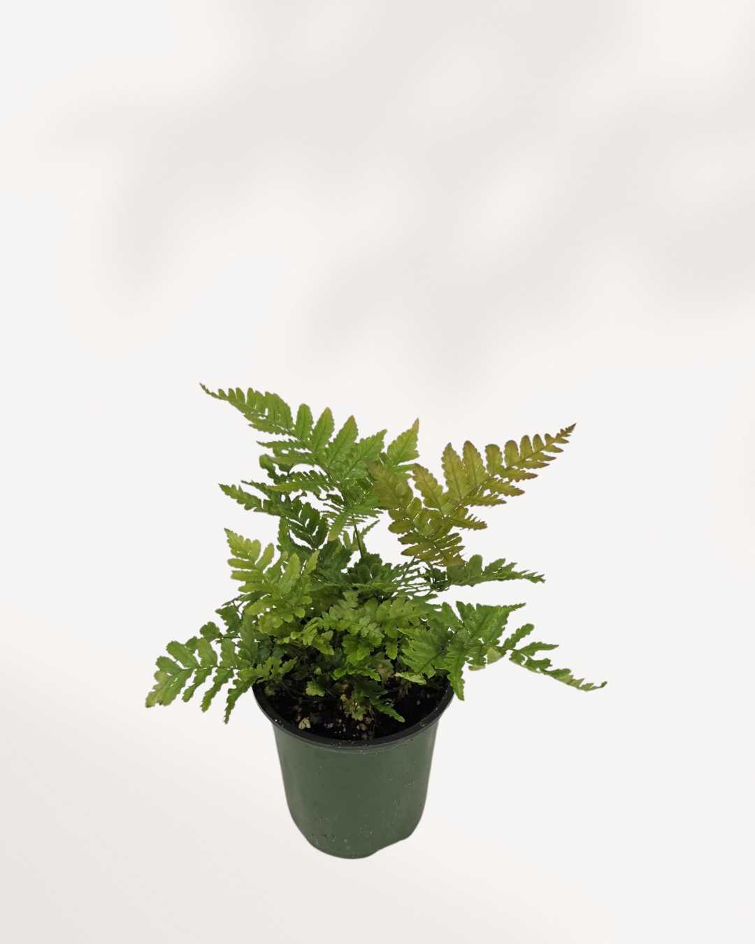 Autumn Fern
