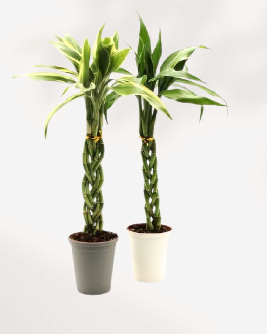 lucky bamboo vancouver Lucky Bamboo | Buy Online – Easy-Care & Feng Shui Indoor Plant | Mygreenscape