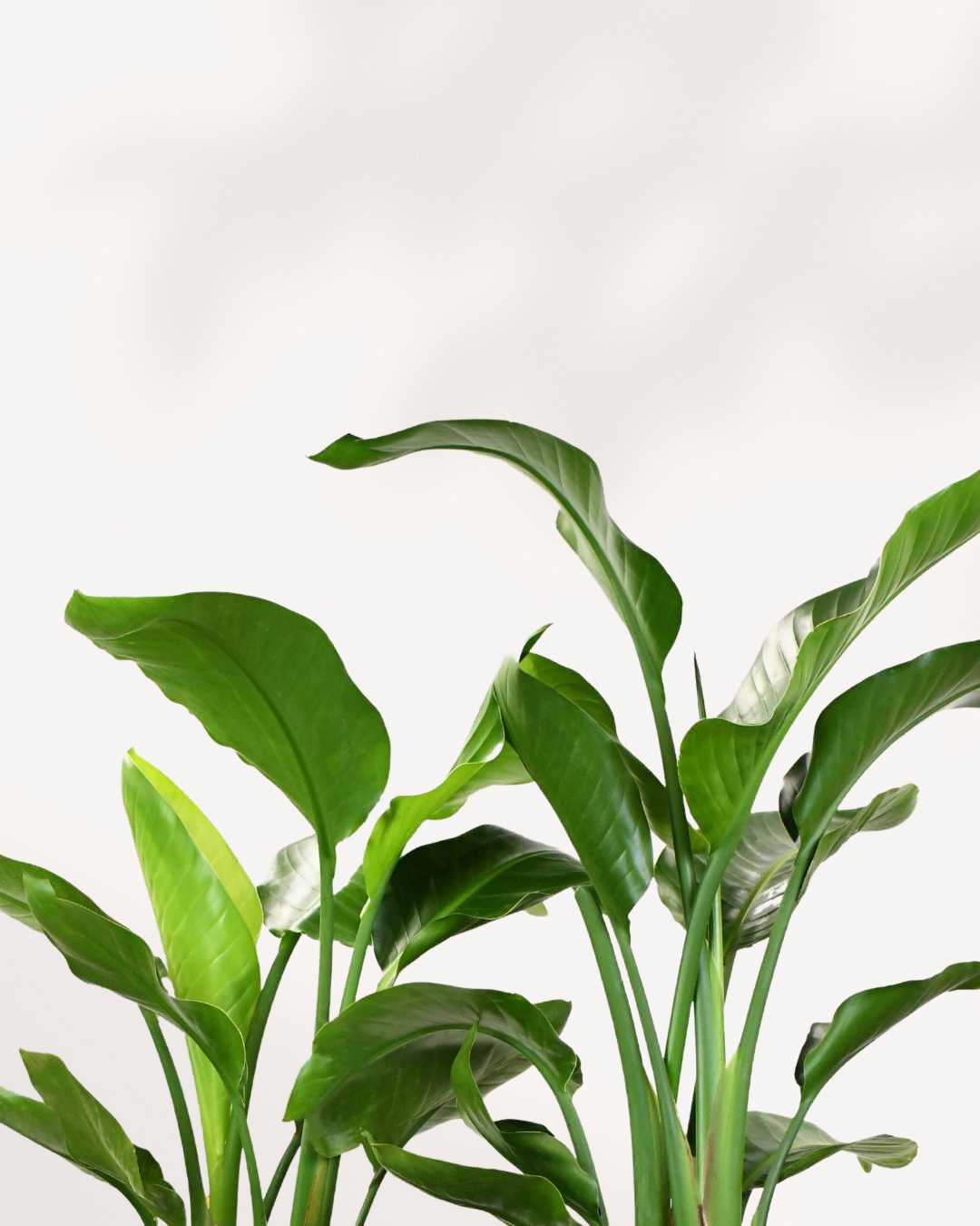 Bird of Paradise (Strelitzia nicolai), showcasing its striking, fan-like growth habit with large, upright, glossy green, banana-shaped leaves that create a bold architectural statement.