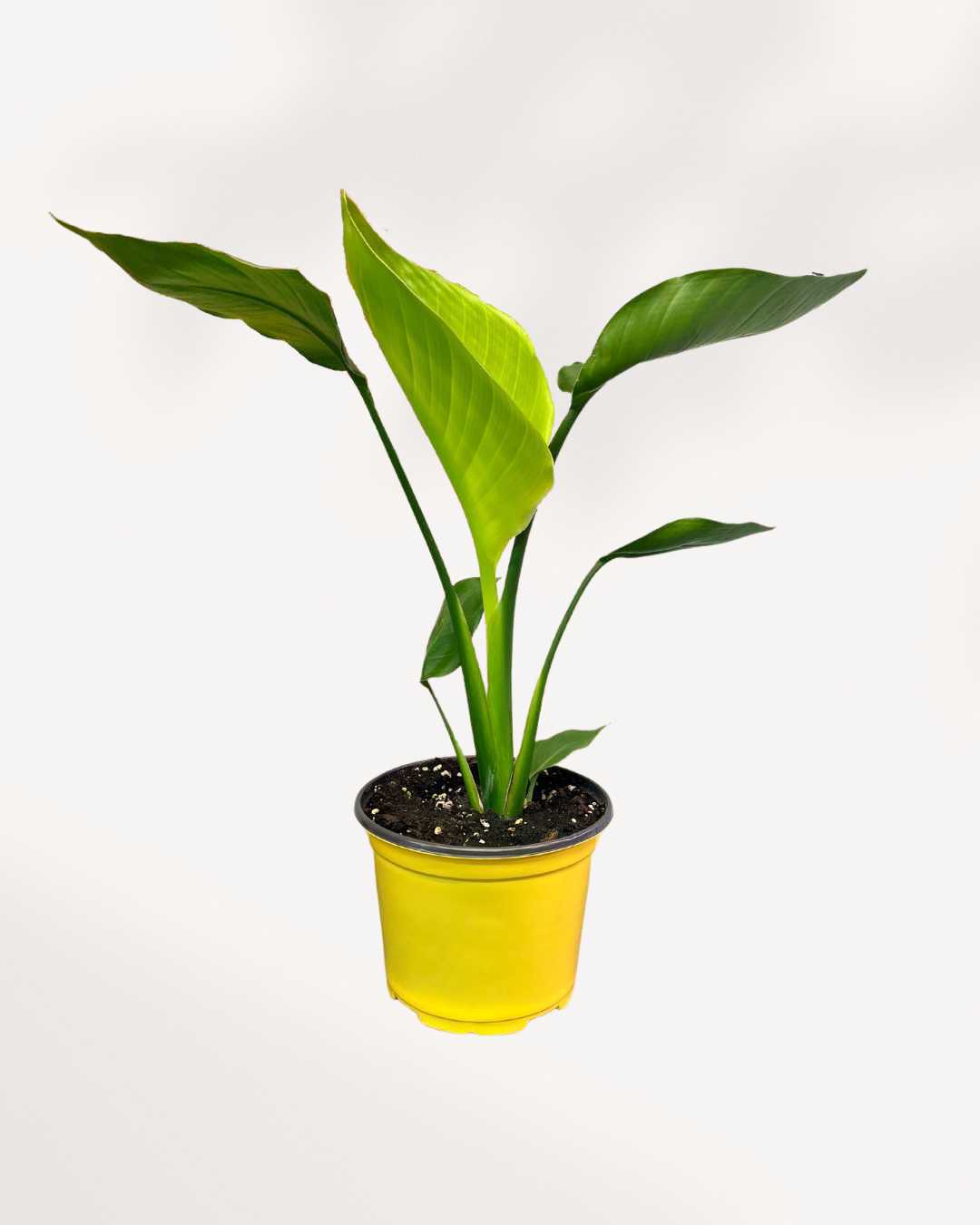 Bird of Paradise (Strelitzia nicolai), showcasing its striking, fan-like growth habit with large, upright, glossy green, banana-shaped leaves that create a bold architectural statement.