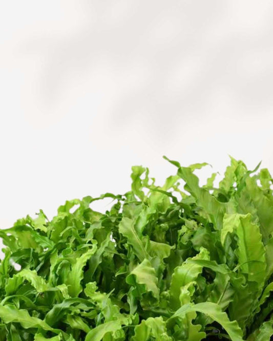 Birds Nest Fern 4" Pot Small