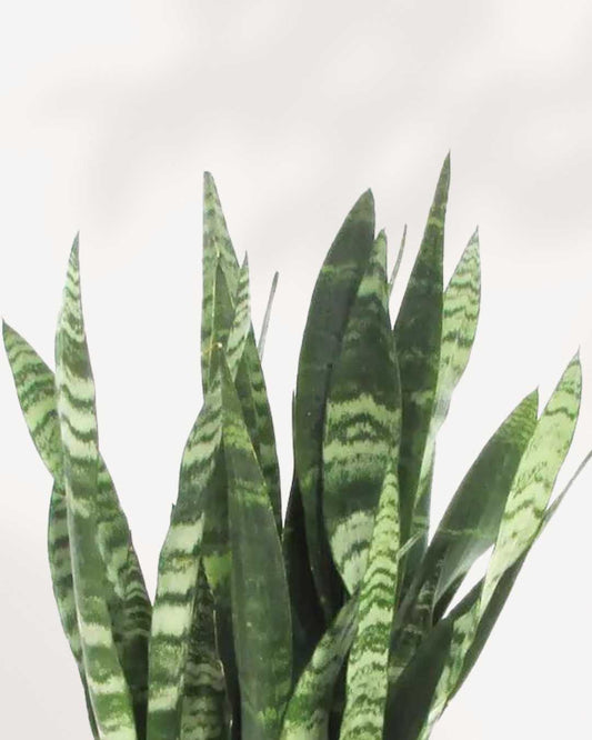 Sansevieria Black Coral 6" Pot - Large
