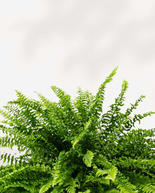Boston Fern 3.5" Pot - Small