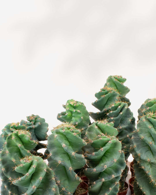 Spiral Cactus 3.5" Pot - XSmall