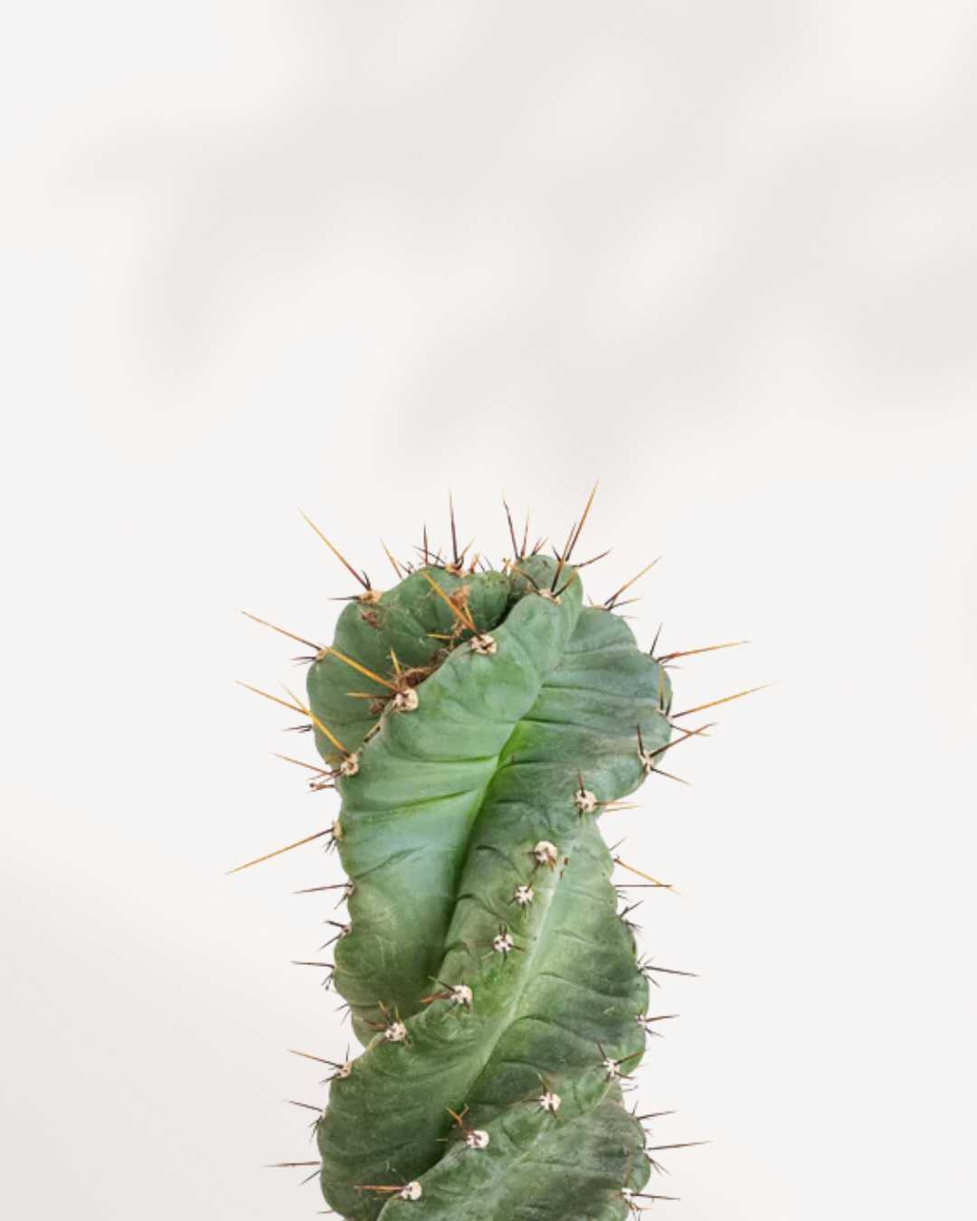 Spiral Cactus