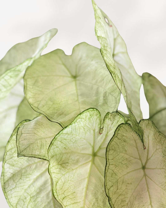 Caladium White Moonlight 6" Pot - Medium