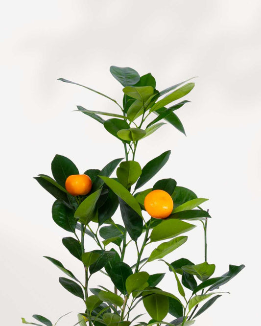 Citrus, Calamondin Orange 5" Pot - Medium (Edible)