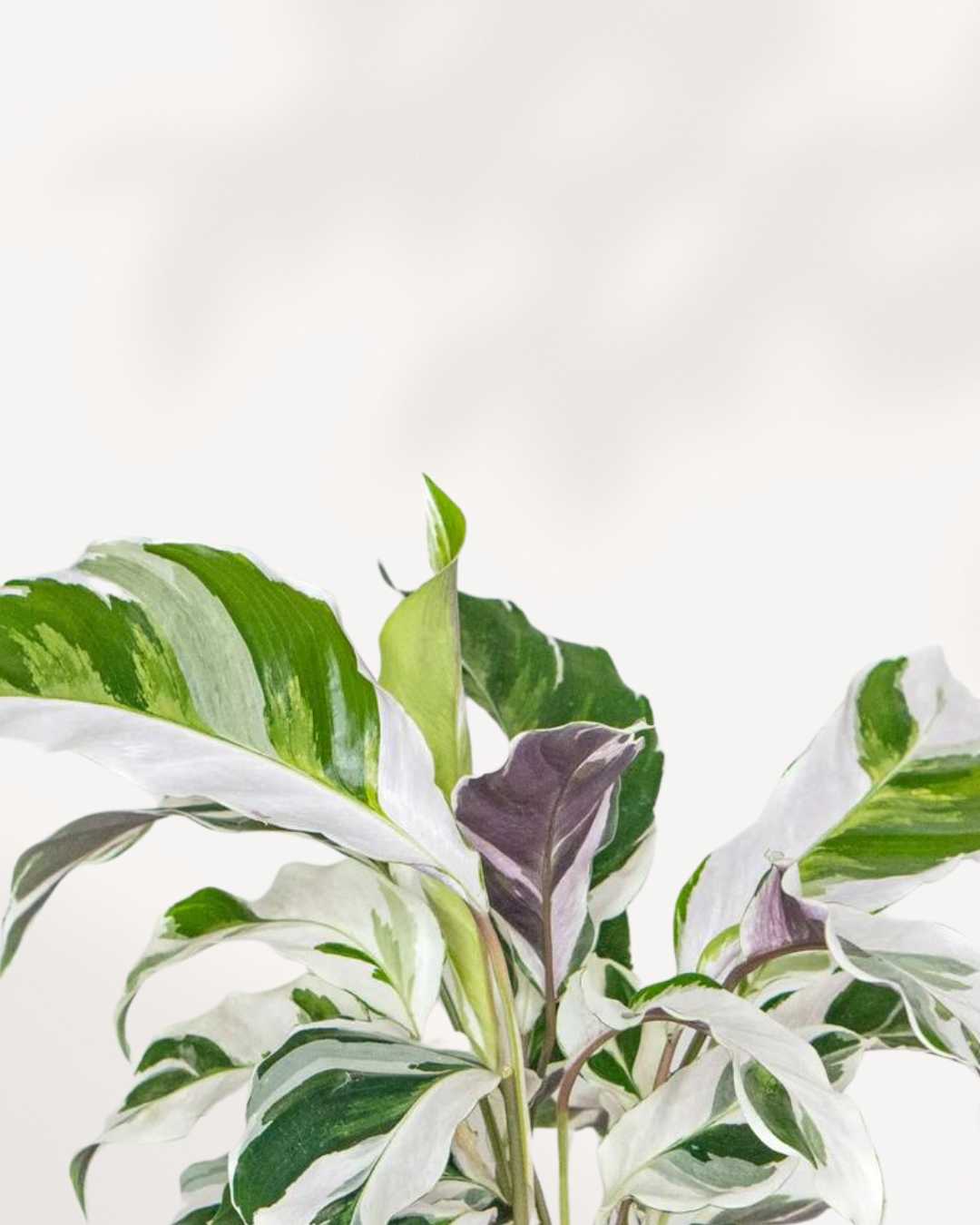 Calathea Fusion White - Goeppertia lietzei