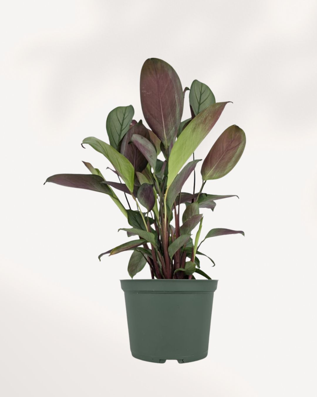 Calathea Grey Star indoor plant with elegant silver green foliage and purple undersides, perfect for modern home decor, available online in Richmond Hill with delivery across GTA Toronto and Canada.