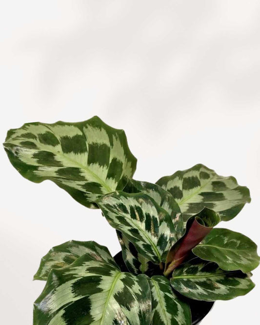 Calathea Helen Kennedy 4" Pot Small (smaller than picture)
