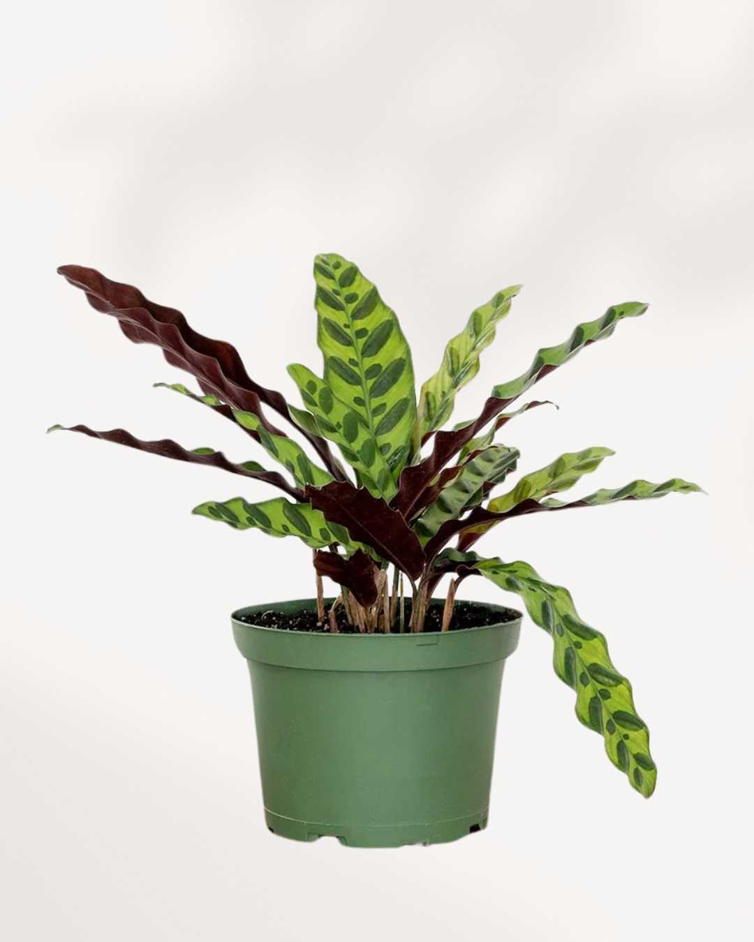 Calathea Lancifolia Rattlesnake 6" Pot - Medium