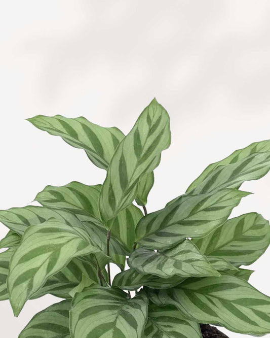 Calathea Leopordina 6" Pot - Medium