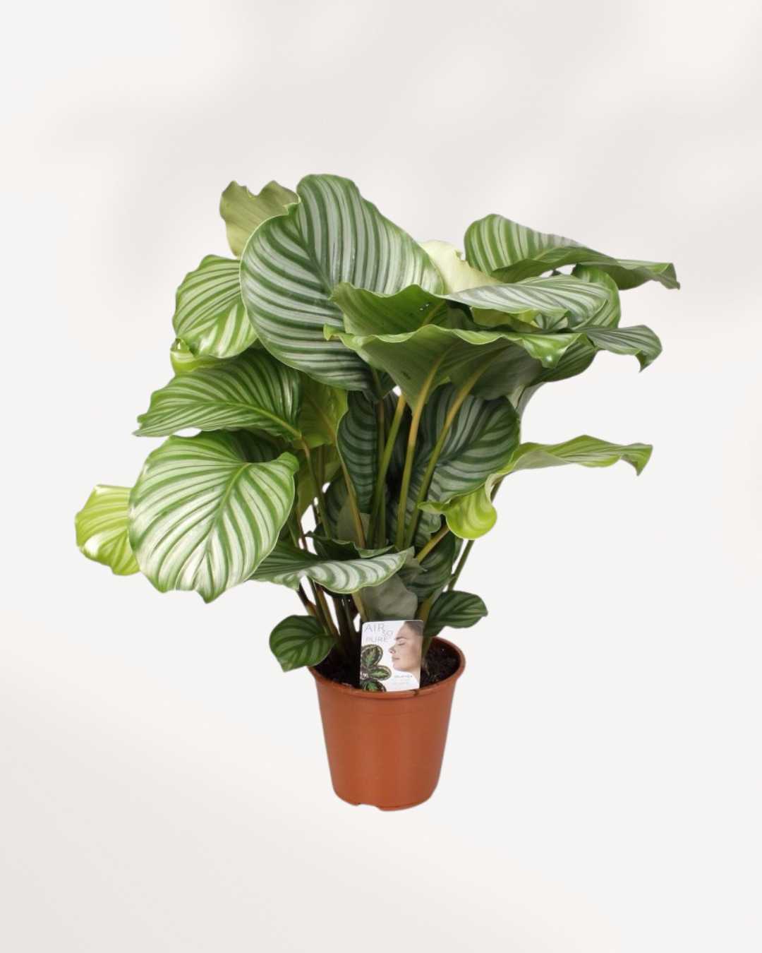 Calathea Orbifolia