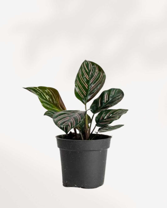 Calathea Ornata Pinstripe 2.5" Pot - XSmall