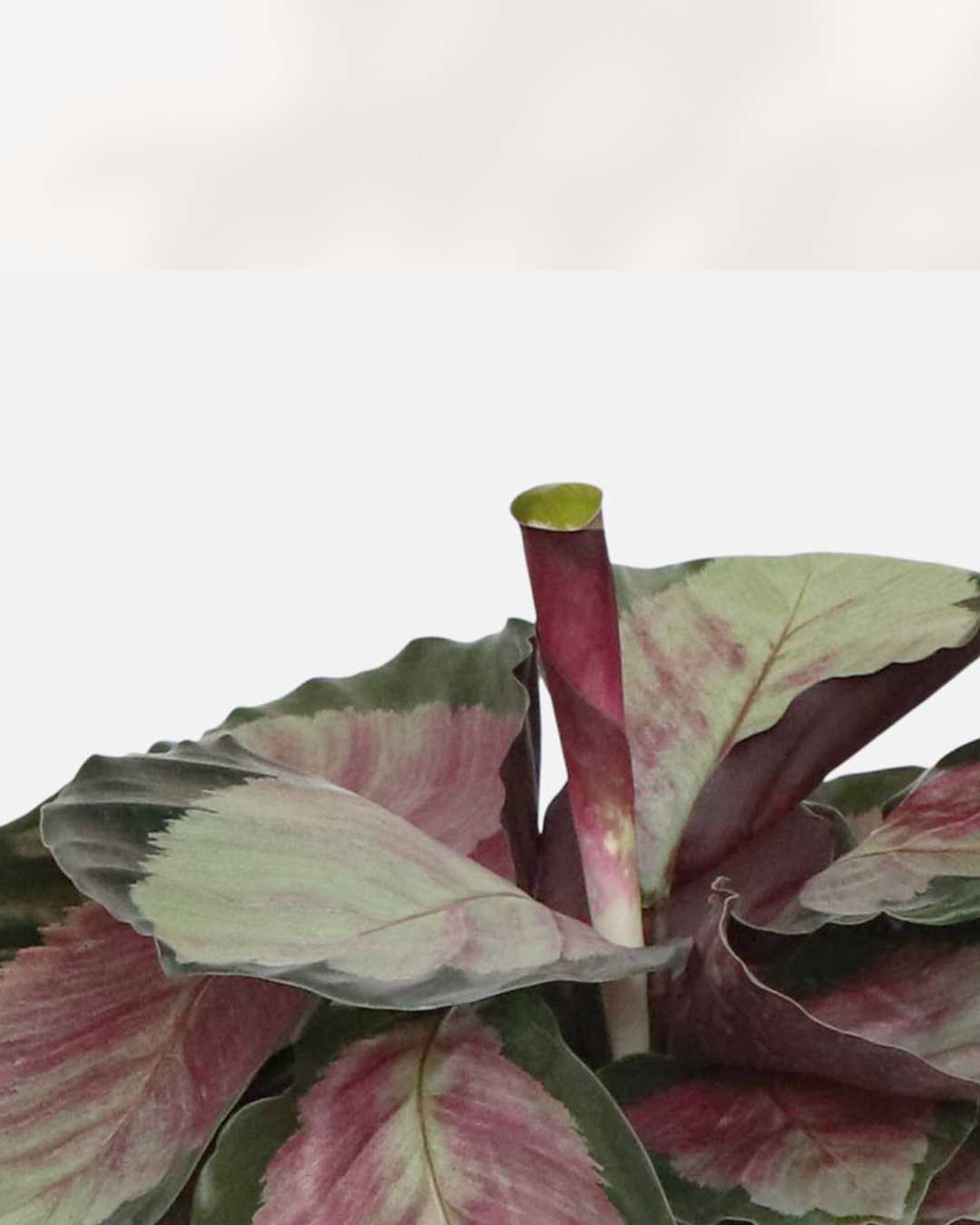 Calathea Rosea Picta Rosy