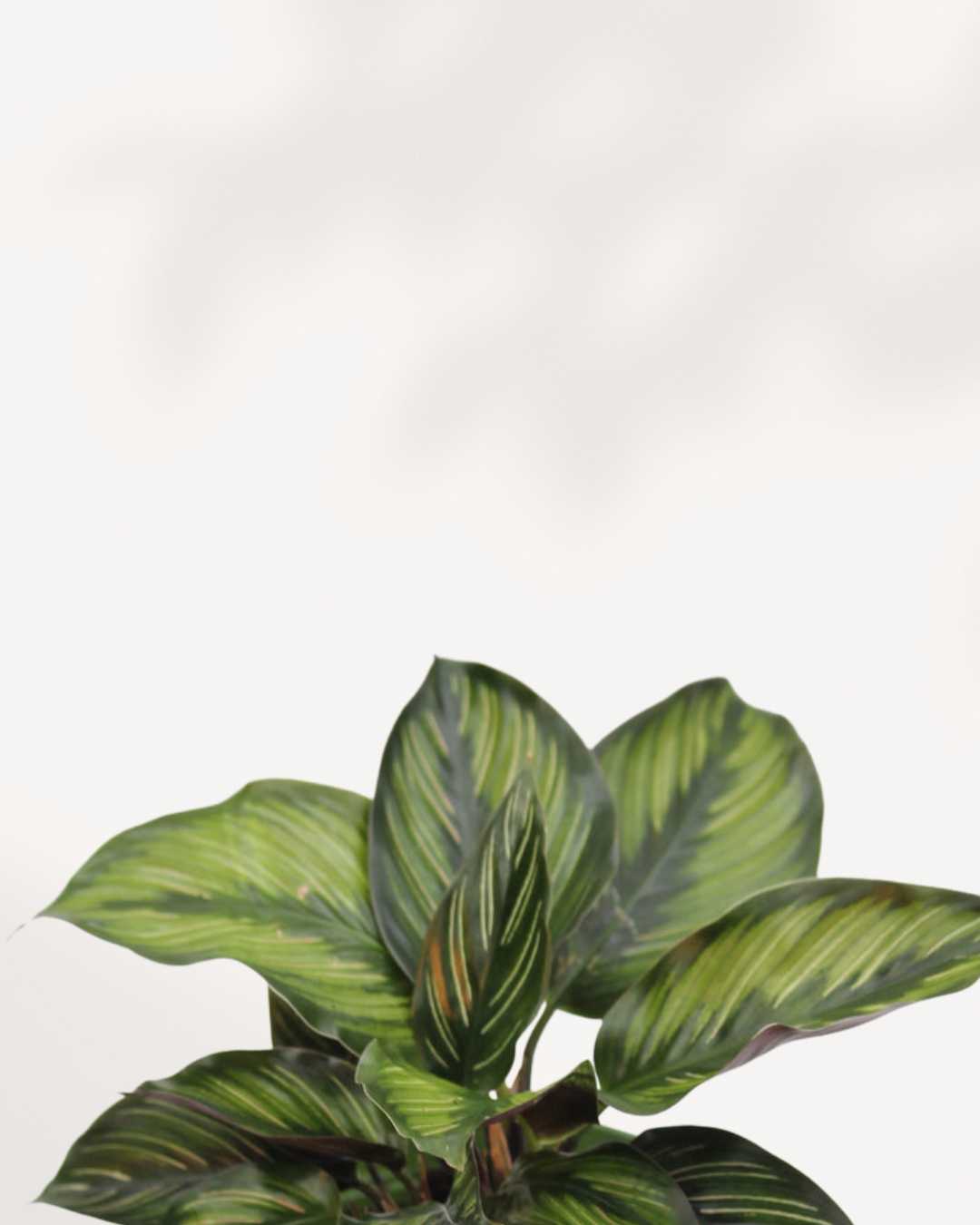 Calathea Beauty Star