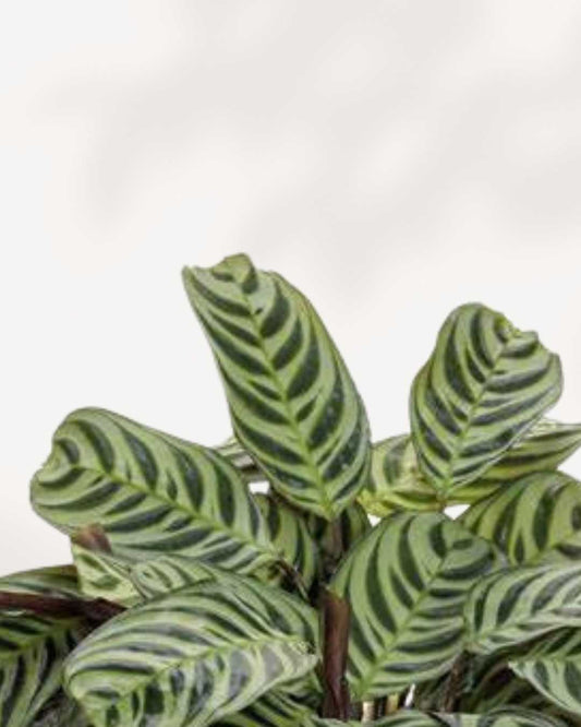 Calathea Burle Marxii