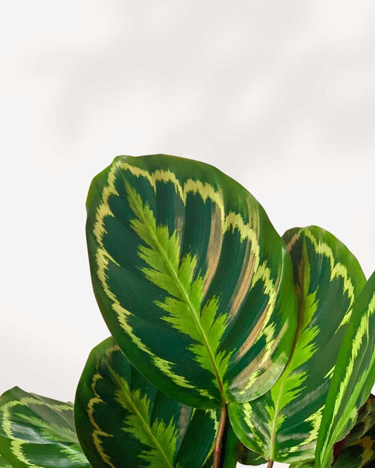 Calathea Medallion 4" Pot - Small