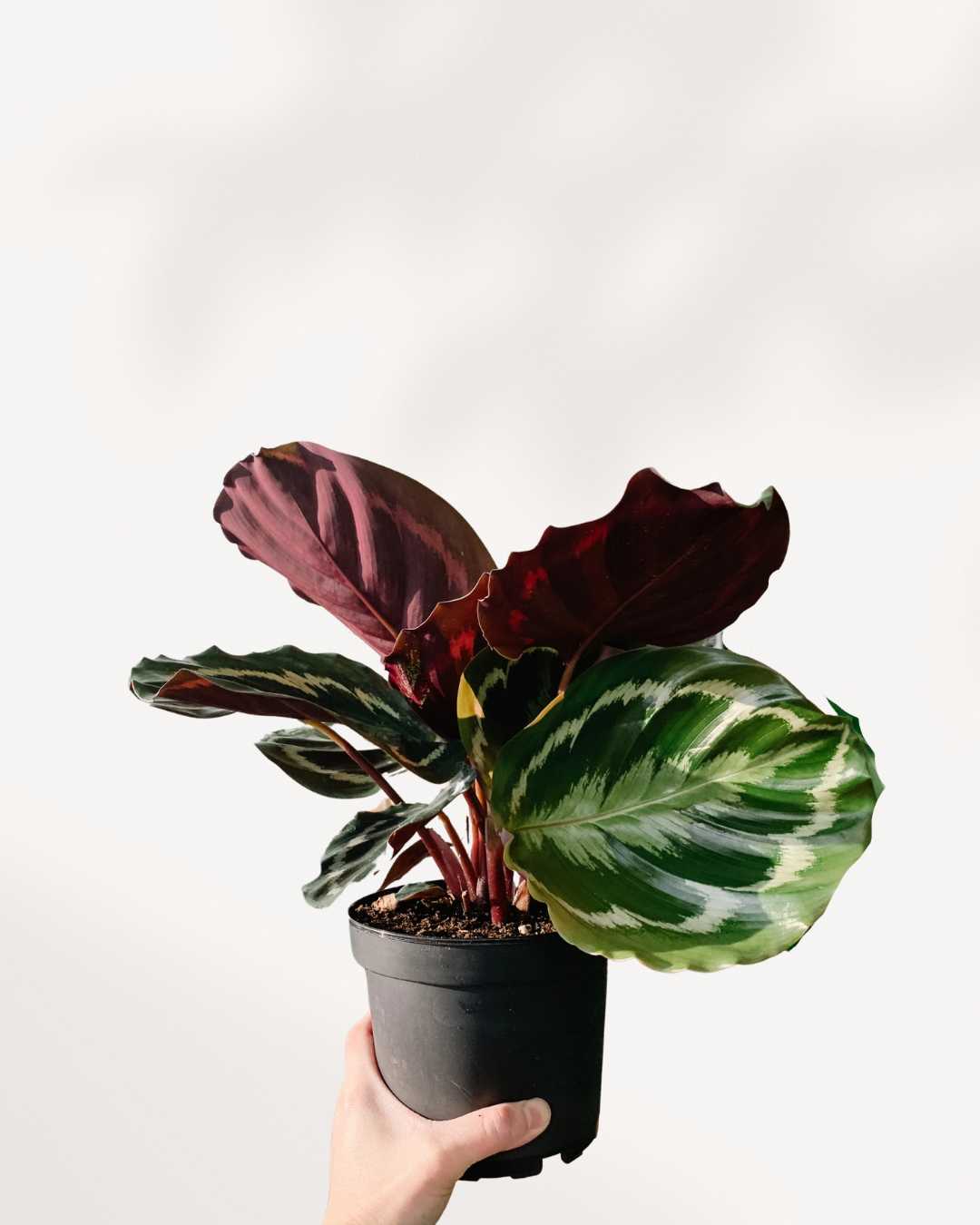 Calathea Medallion