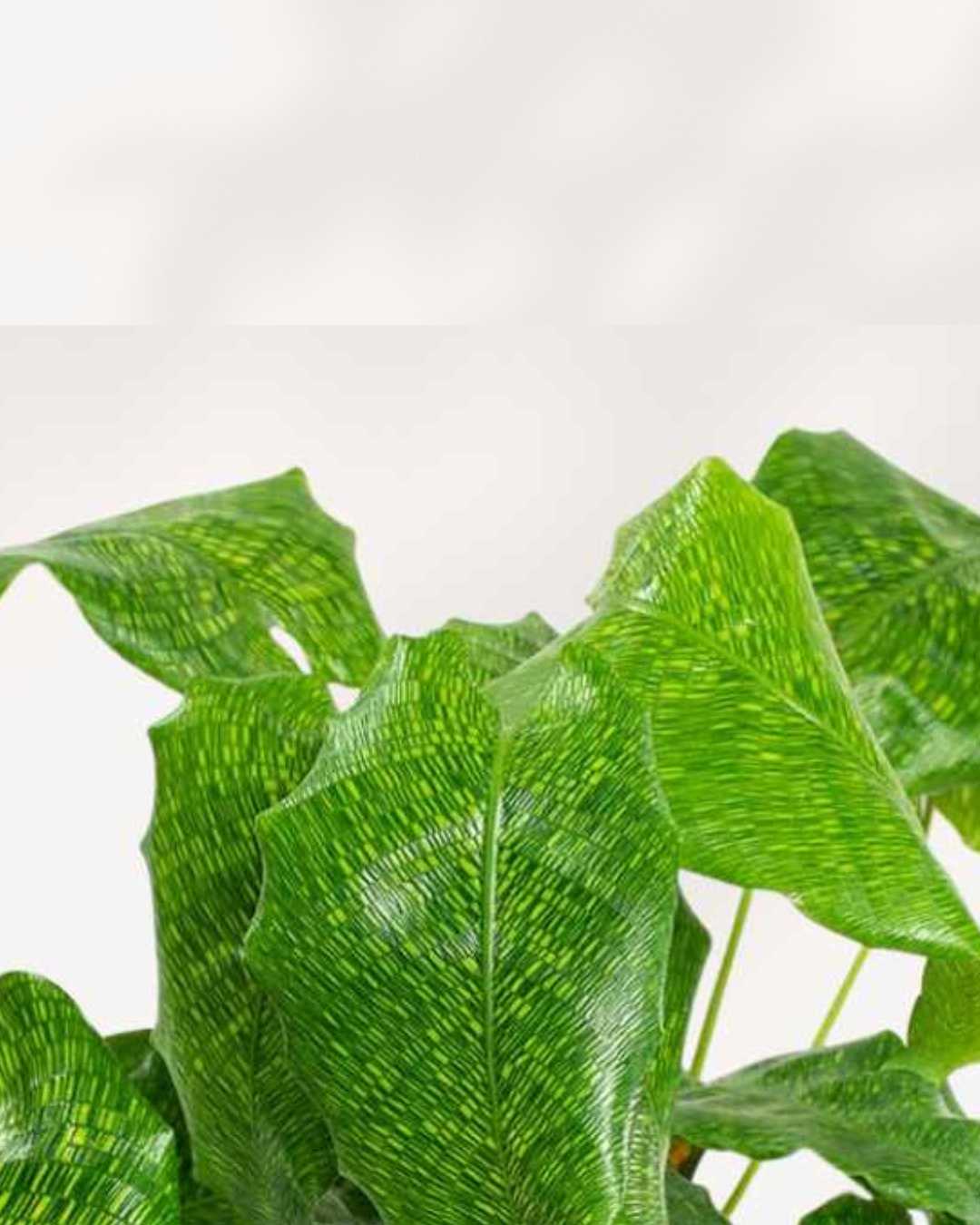 Calathea Musaica Network | Buy Online