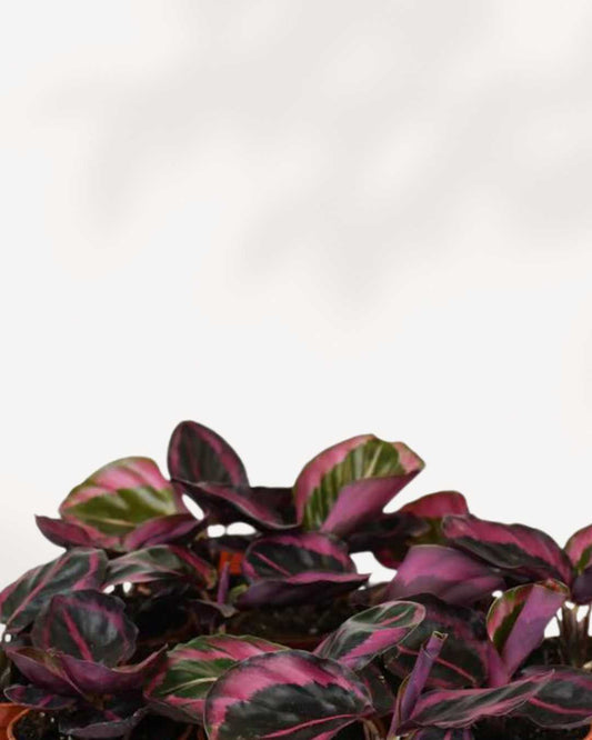 Calathea Red Mojo 2.5" Pot - XSmall