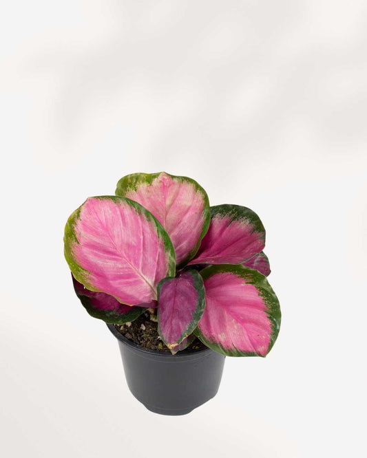 Calathea Rosea Picta Rosy 2.5" Pot - XSmall