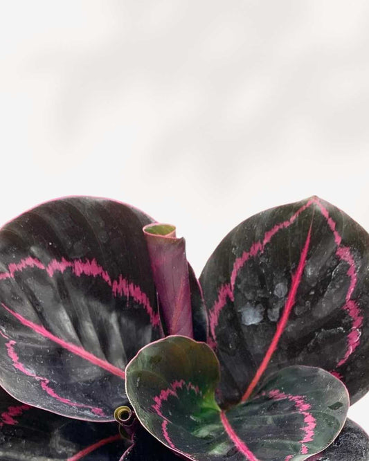 Calathea Roseopicta Dottie