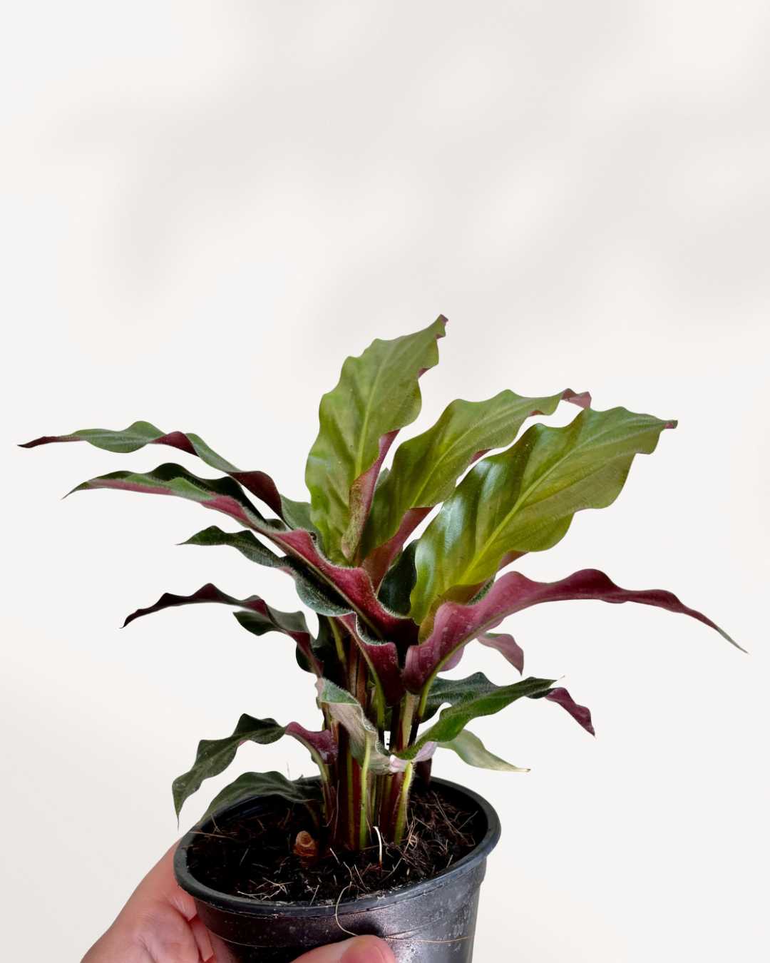 Calathea Rufibarba