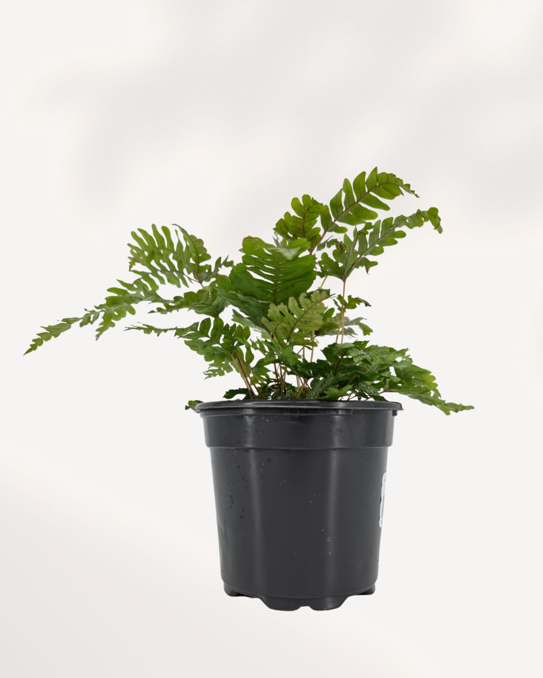 Fougère rayée « Pteris aspericaulis »
