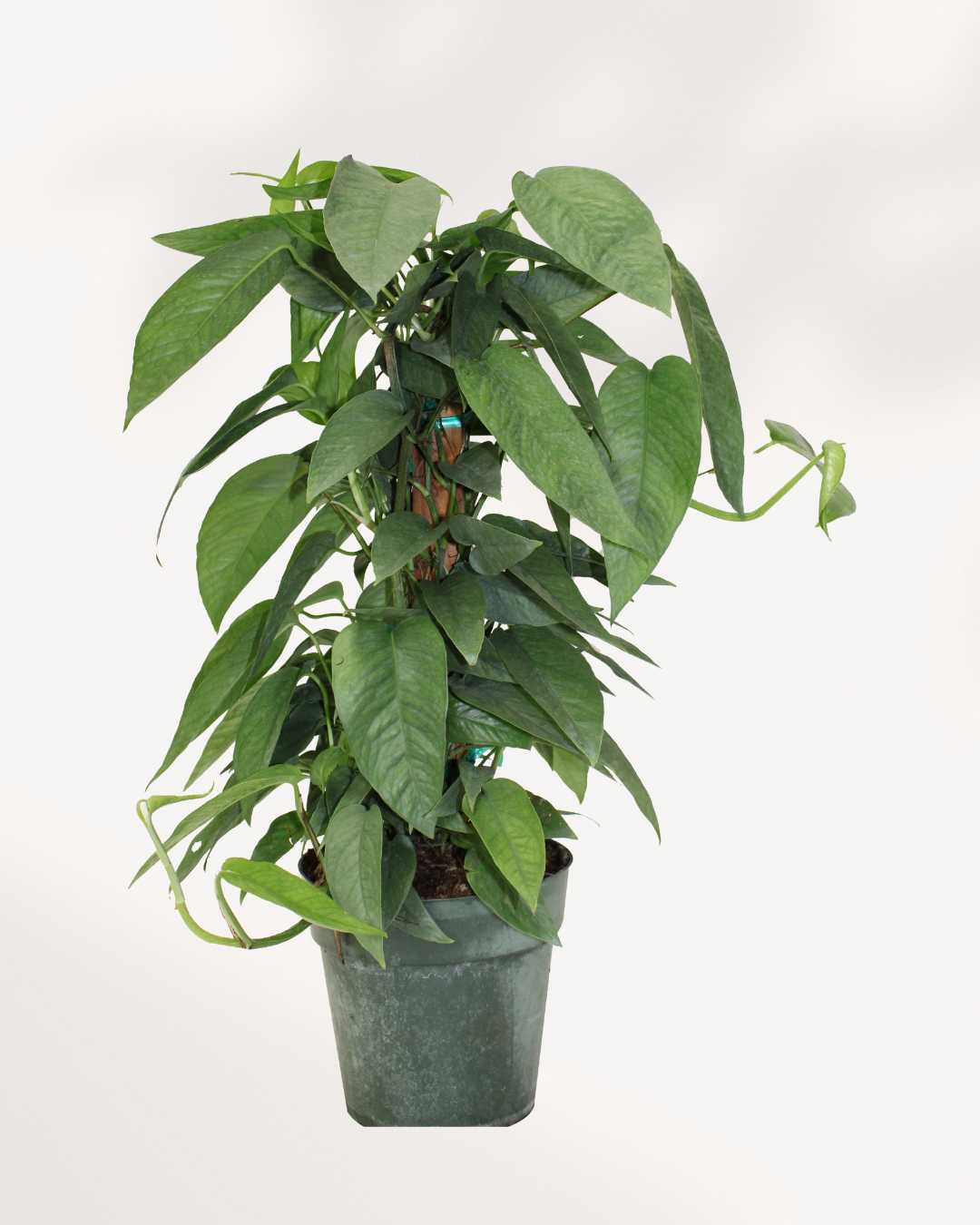 large cebu blue pothos Pothos Cebu Blue Totem | Buy Online – Low-Maintenance Climbing Houseplant | Mygreenscape