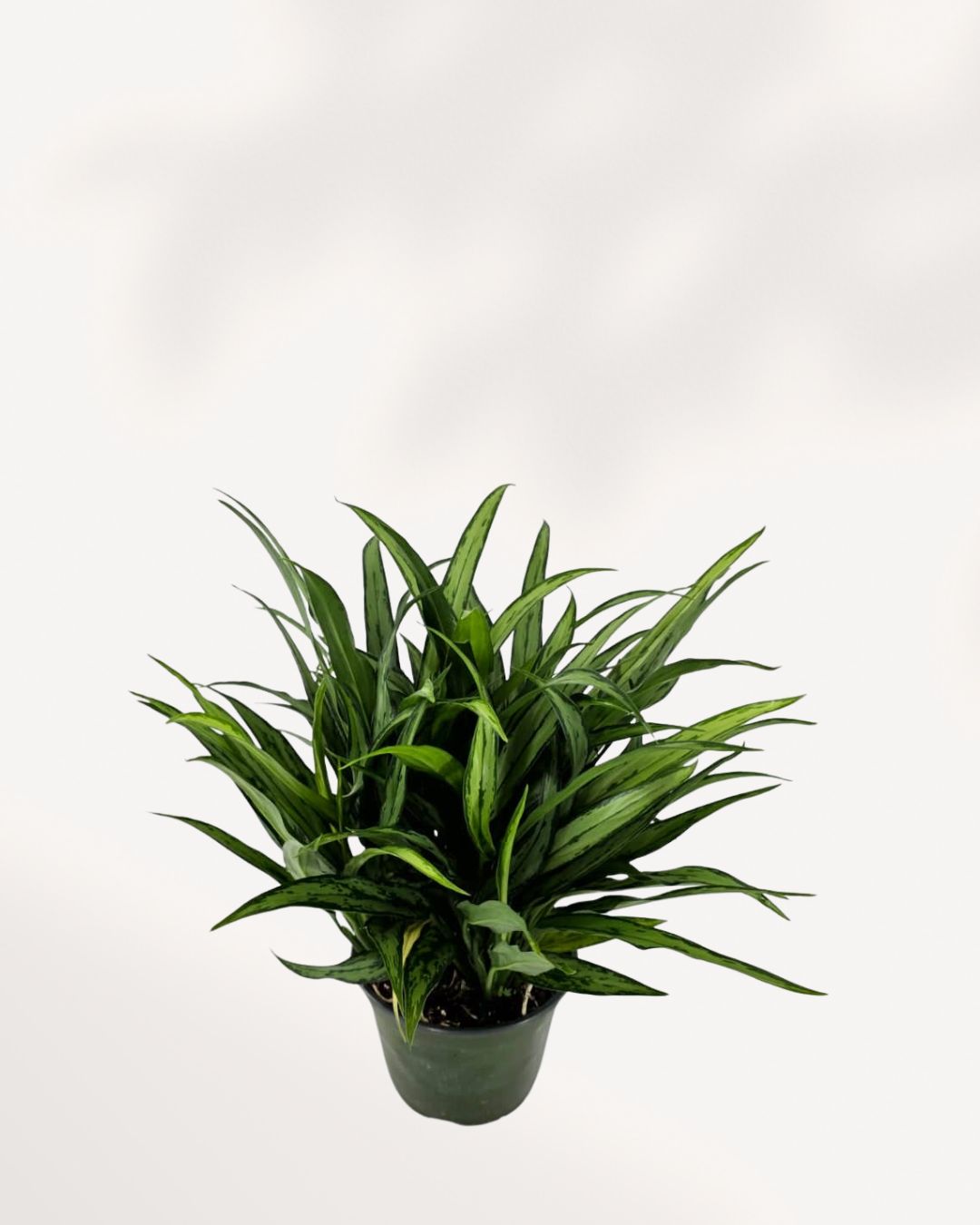 Chinese Evergreen Cutlass | Buy Online