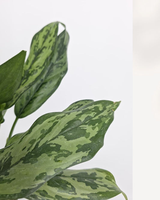 Chinese Evergreen Jubliee