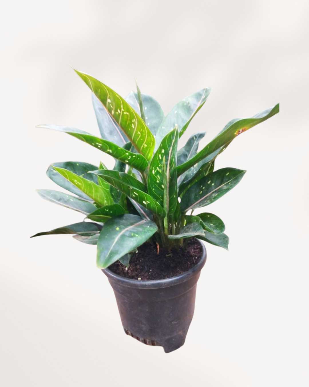 Chinese Evergreen Pink Moon