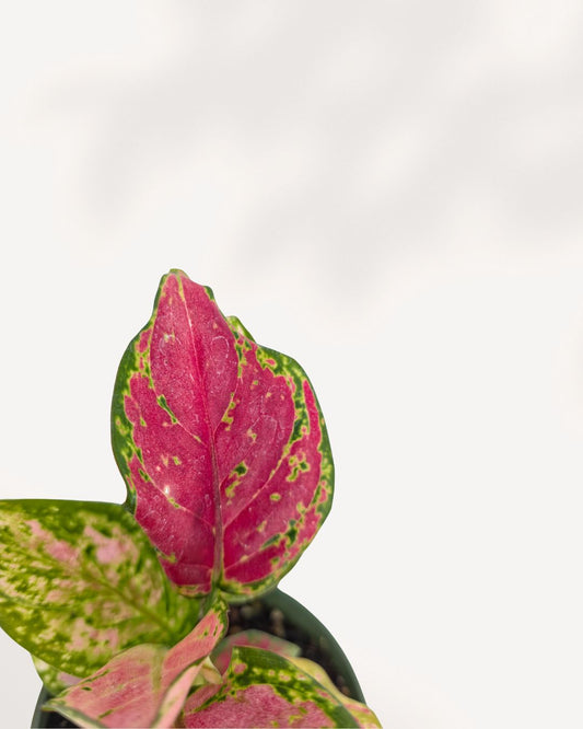 Aglaonema Red Valentine