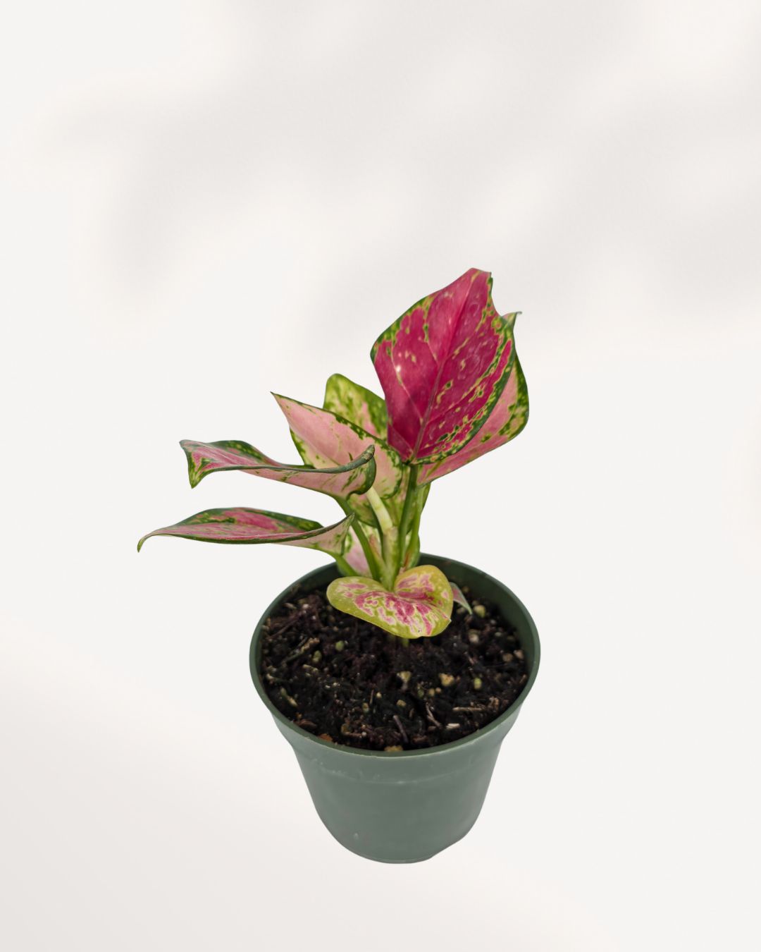 Aglaonema Red Valentine